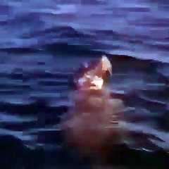 Foca em Santo Amaro de Oeiras