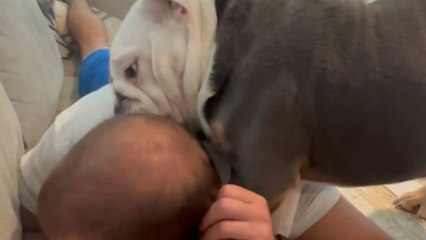 Mischievous bulldogs disrupt owner's nap with their biting and licking antics