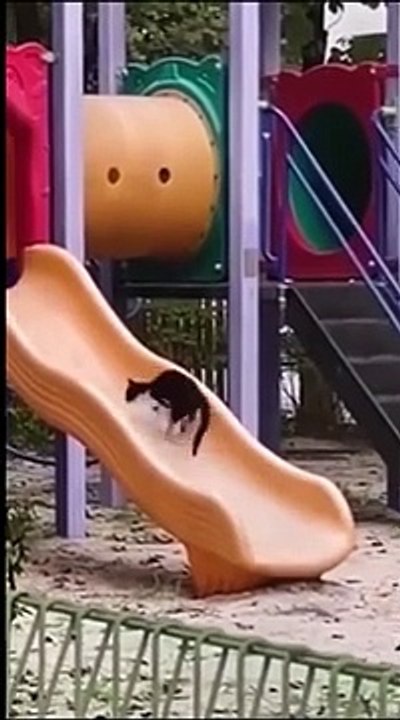 Cat funny moments