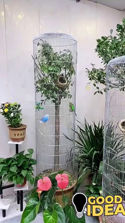 cool birds Cages Decro ideas birds lovers