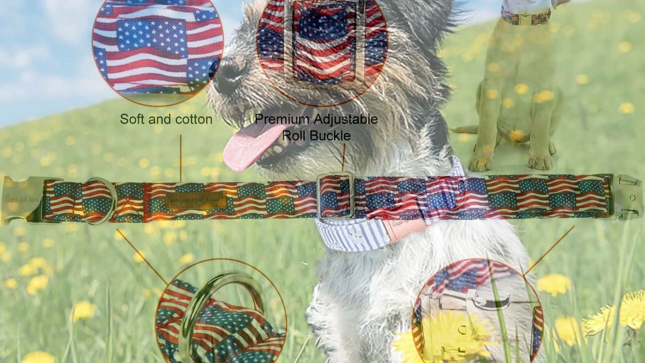 The Ultimate Dog Collar Guide: 10 Top Picks for 2024 