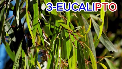 ⚡ Top 10 Ervas que Limpam Pulmões, Combatem Vírus e Aliviam DPOC Rapidamente