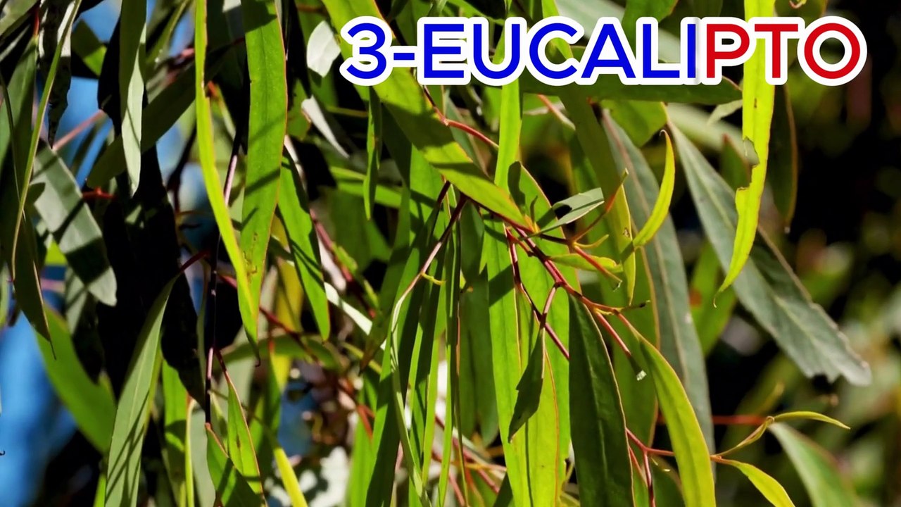 ⚡ Top 10 Ervas que Limpam Pulmões, Combatem Vírus e Aliviam DPOC Rapidamente