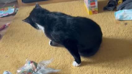 Mom puts a sock on the cat's hurt foot to help him heal