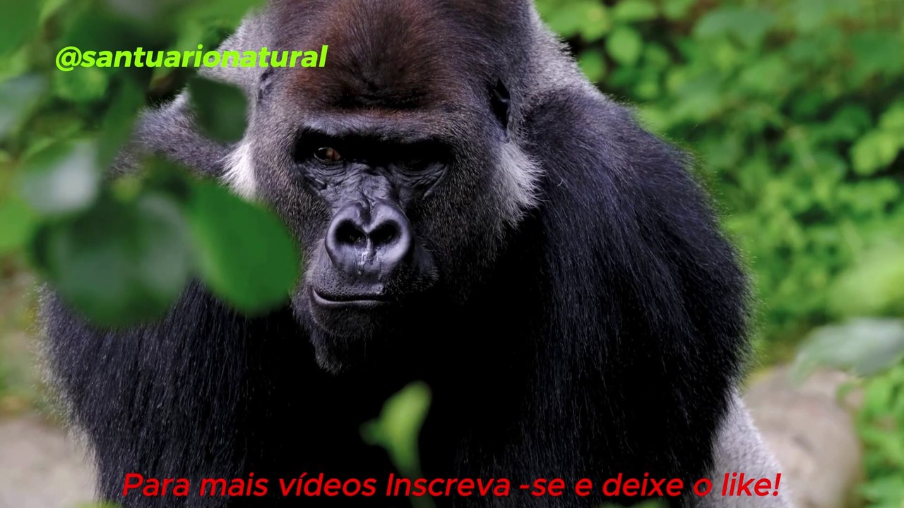  Indonésia Selvagem: O Território Desconhecido dos Monstros de Bornéu e Sumatra 