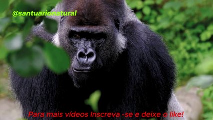  Indonésia Selvagem: O Território Desconhecido dos Monstros de Bornéu e Sumatra 