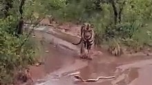 Tiger vs King Cobra #wildlife #shorts
