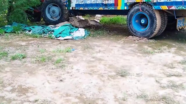 Very beautiful bird's like peacocks chakor hens pigeons information & entertaining video watch and enjoy