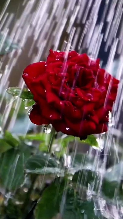 Bathing if red rose