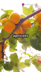 Apricot Wonders 🍑: Discover the Amazing Health Benefits