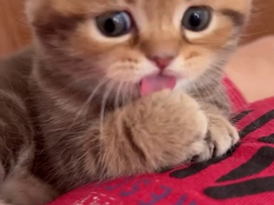 Cat adventure