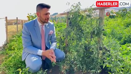 Yüksekova'da yetiştirilen siyah domates Güney Amerika'yı aratmıyor