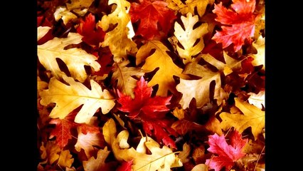 DOOM CITY BY ROBERT R. MCCAMMON Fair use only No profit!