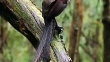Lyrebird Singing #wildlife #shorts