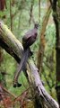Lyrebird Singing #wildlife #shorts