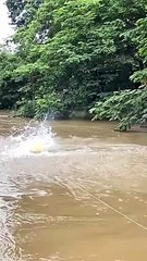 Fish jump out the water