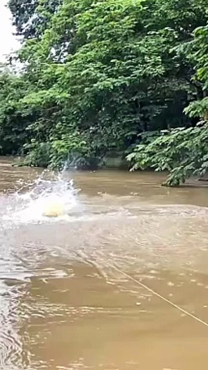 Fish jump out the water