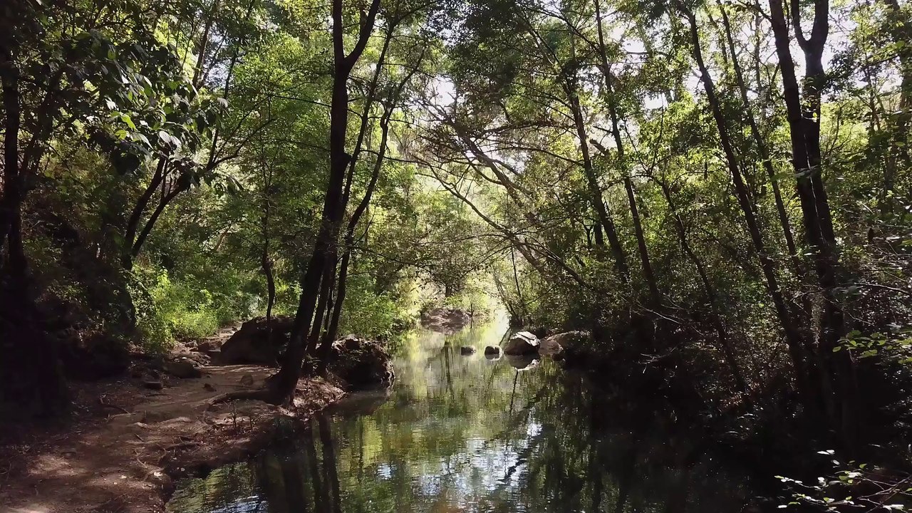 Forest sunlight hd video