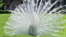 beautiful bird