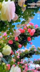 Roses in the park