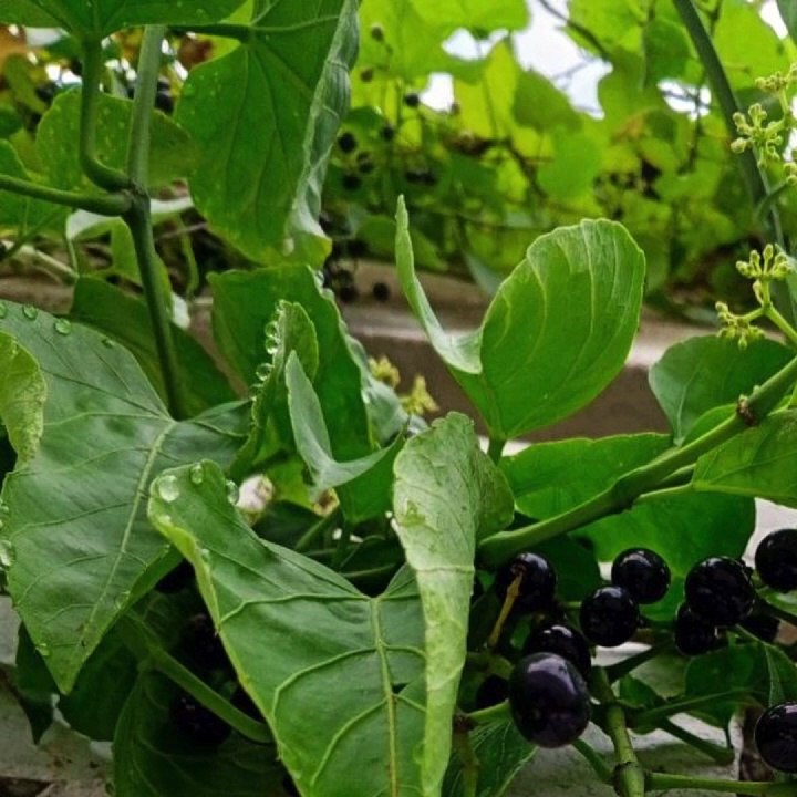 -ANDRÉS DE JESÚS VÉLEZ FRANCO- CIUDADES INTELIGENTES EN COLOMBIA (PARTE 1) (@AndresdeJesus90)