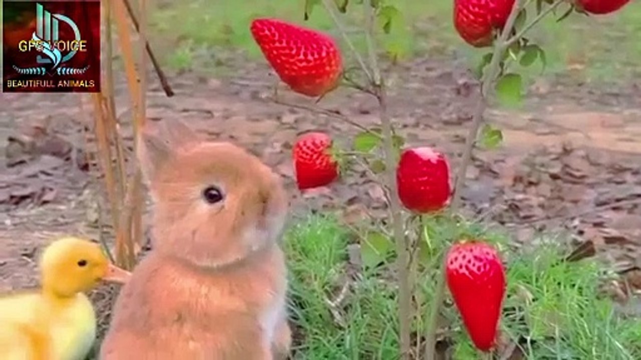 A cute rabbit is sitting