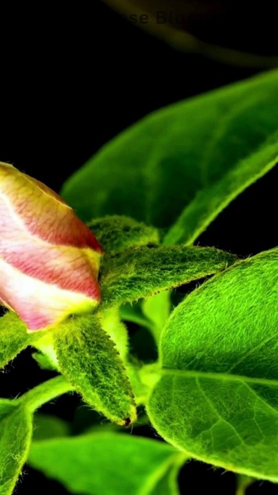 Turkey Amasya Beautiful 4k Quince #flowergrowing #timelapseblooms #shorts #viral #7