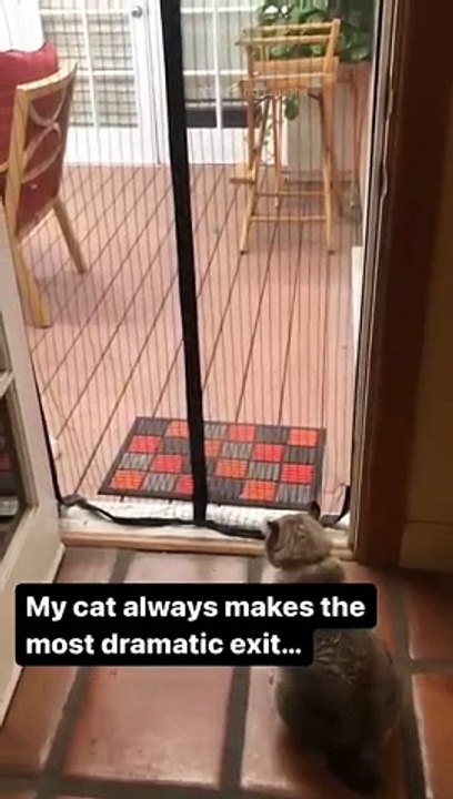 funny cats episode 123