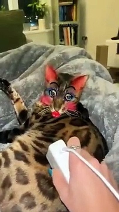 funny cats episode 124
