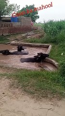 Pind da Purana culture | old culture of Punjab