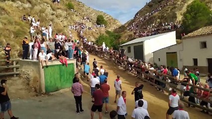 Encierro del Pilón de Falces con vacas de Teodoro Vergara 18-8-24