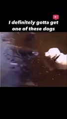 Get a dog like this… #shorts