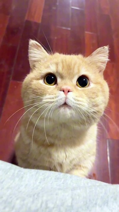 Fuuny cat