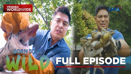 Threat to native wildlife species (Full Episode) | Born to be Wild