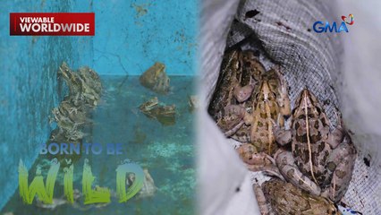 Hybrid na palaka, natuklasan sa isang bukid! | Born to be Wild