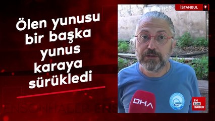İstanbul'da ölen yunusu bir başka yunus 6 günde karaya sürükledi