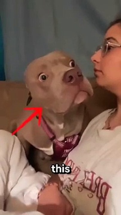 Dog Finds Out Owner Can SPEAK.