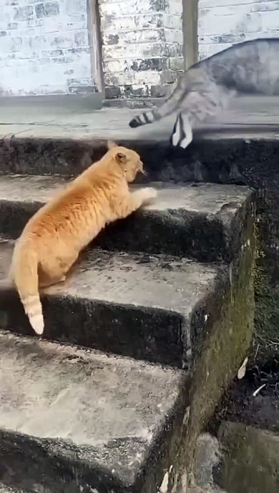 Funnycats