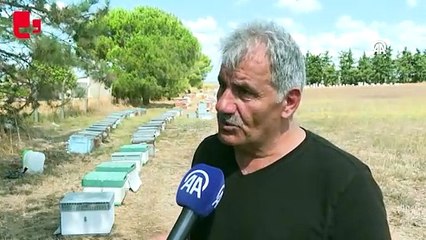 Bal hasadı başladı: İstanbul, arı kolonilerinde Türkiye'de dokuzuncu sırada