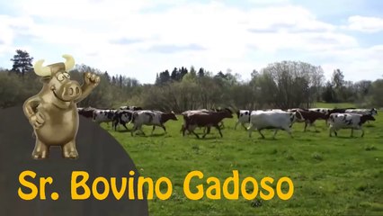 Índia chorona do baixo augusta ganhou o...! | Prêmio Sr. Bovino Gadoso - Fevereiro de 2020 | ANCAPSU