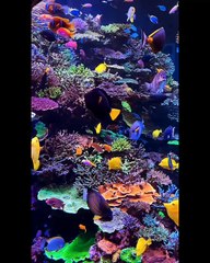 Marine Life | Symphony of Sea | Sea Life Explorer