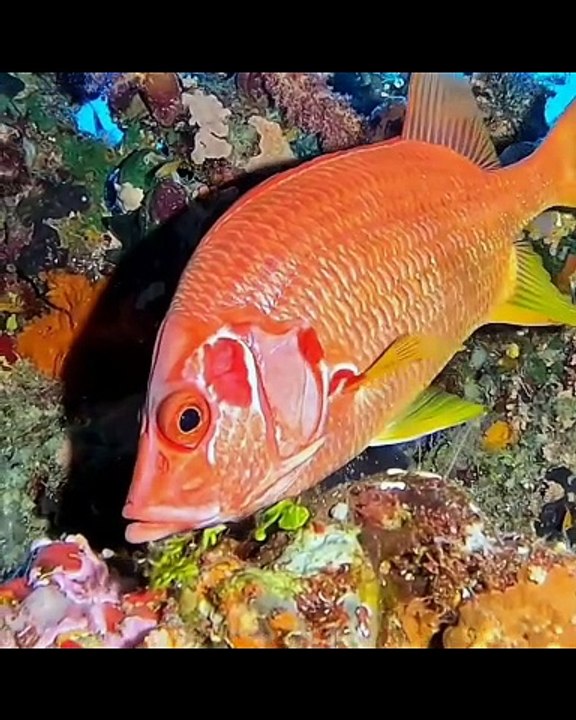 Marine Life | Sea Wonders | Sea Life Explorer