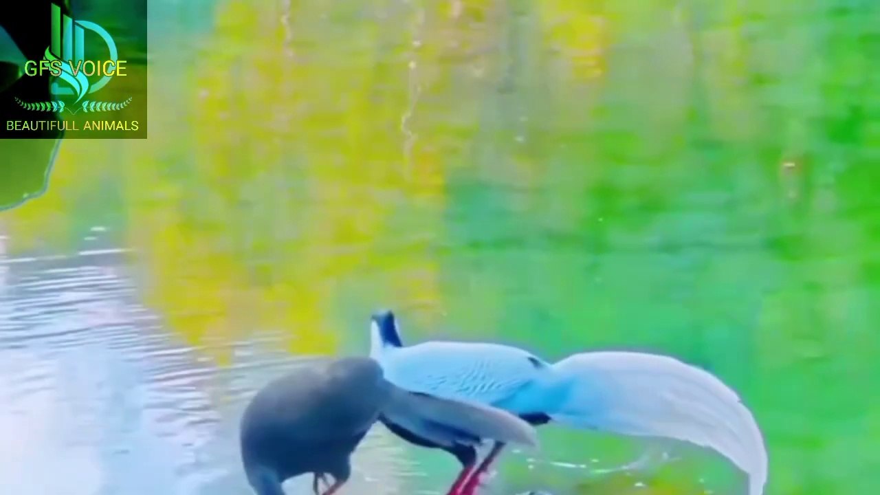 tow peacock enjoy