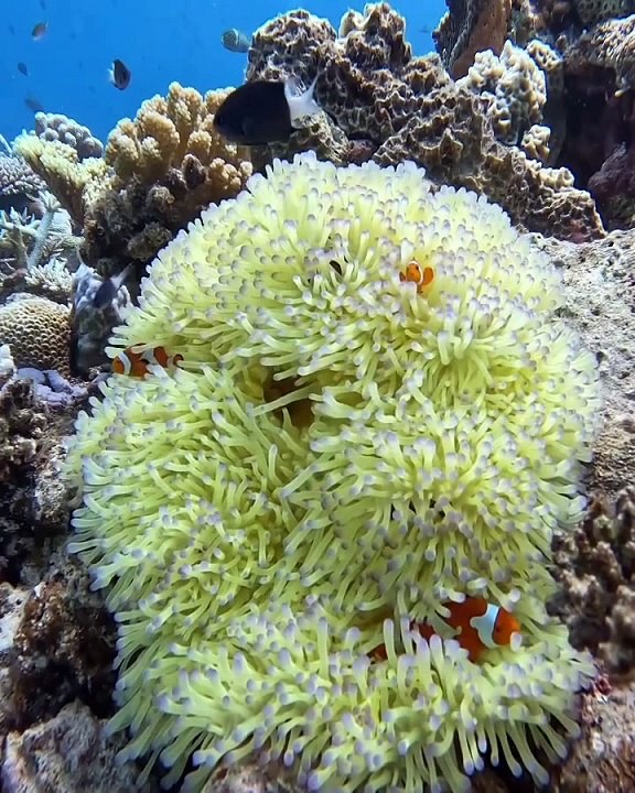 Marine Life | Beauty Of Ocean | Sea Life Explorer