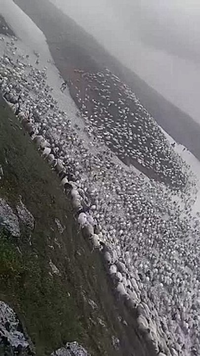 Sheeps on the mountain