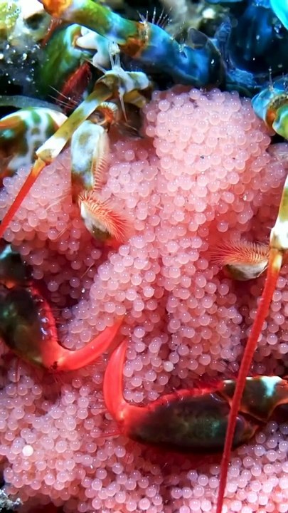 Marine Life | Water Bodies | Sea Life Explorer