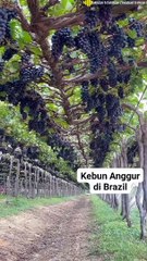 Grapes in the garden