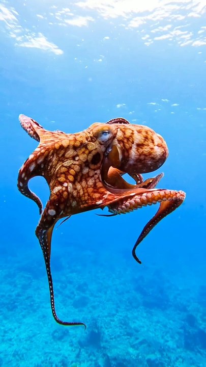 Marine Life | Ocean Beauty | Sea Life Explorer
