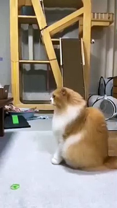 Cat  clip