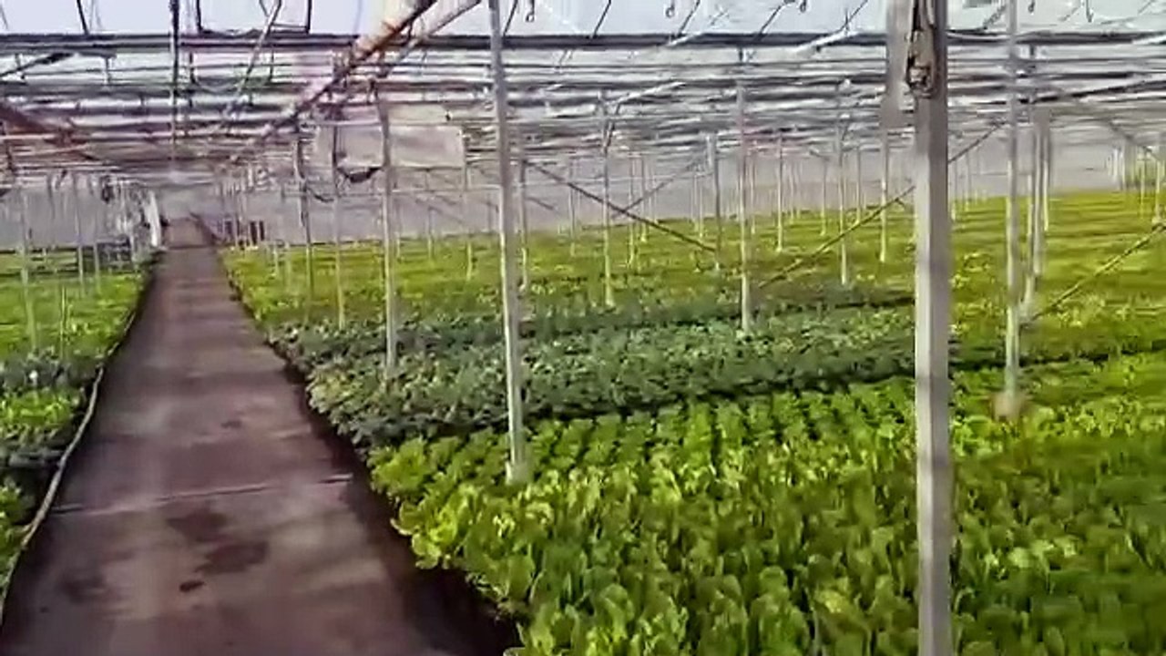 John Nwankwo Noko Lettuce Greenhouse